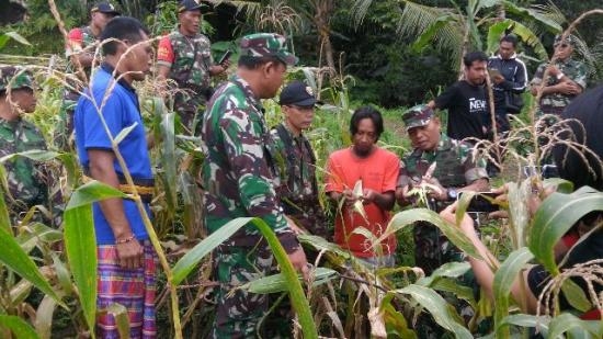 TNI Bersama Rakyat Panen Jagung